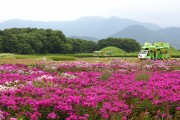 경주 주요 사적지, 튤립과 양귀비 등 봄꽃으로 만개